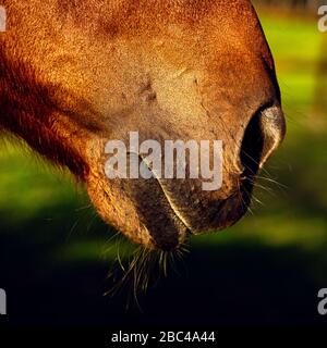 Chiudiere il muso di un cavallo che mostra narici, bocca, mento e whiskers Foto Stock
