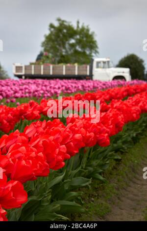 Northwest Tulip Harvest Agriculture. Tulipani raccolti e caricati su un camion nella Skagit Valley, Washington state. Foto Stock
