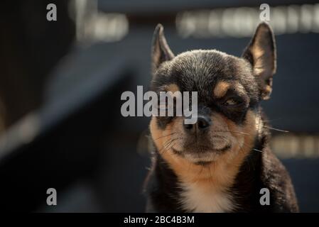 Cane Chihuahua per una passeggiata. Chihuahua nero, marrone e bianco. Cane in autunno passeggiate in giardino o nel parco Foto Stock