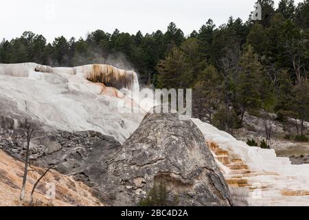 Un vecchio cono grigio dormiente di sorgenti calde vicino a un vivace e attivo flusso di travertino che si eracica lungo una collina a Mammoth Hot Springs, Wyoming. Foto Stock