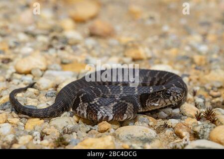 Serpente d'acqua del nord giovanile - siledon siledon di Nerodia Foto Stock