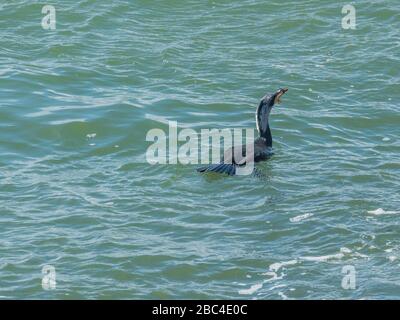 Cormorano di uccello che mangia un pesce vivo appena pescato nel mare Phalacrocoracidae Foto Stock