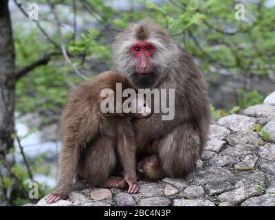 Pechino, la provincia cinese del Fujian. 1st Apr, 2020. I macachi sono visti al Parco Nazionale di Wuyishan, provincia Fujian della Cina sudorientale, 1 aprile 2020. Credito: Jiang Kehong/Xinhua/Alamy Live News Foto Stock