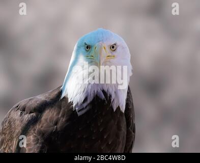 Primo piano di un'aquila calva maschile che guarda direttamente la macchina fotografica. Foto Stock