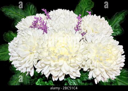 Vintage floreale design - bianco crisantemo fiori bouquet con foglie verdi primo piano, su sfondo nero. Biglietto d'auguri a qualsiasi ev festoso o festoso Foto Stock