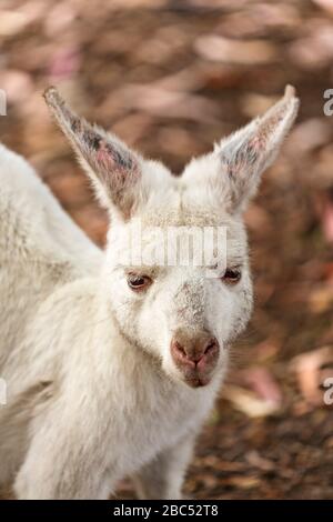 Mammiferi / Albino ritratto australiano di canguro in Halls Gap Zoo, Victoria Australia. Il giardino zoologico di Gap di sale è il più grande zoo regionale e copre un'area di Foto Stock