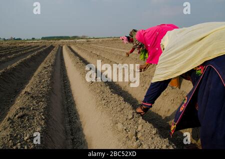 Donne lavoratrici che seminano semi di mais in un campo a Kasur, Punjab, Pakistan. Foto Stock