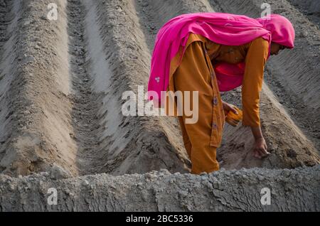 Lavoratrice di donna che semina semi di mais in un campo in Kasur, Punjab, Pakistan. Foto Stock