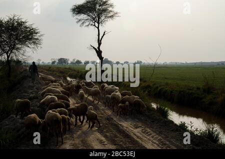 Un pastorito con il suo gregge di pecore che passa attraverso i campi di grano nel distretto di Kasur di Punjab, Pakistan. Foto Stock