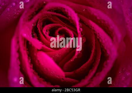 Primo piano singolo fiore rosa rosa Foto Stock