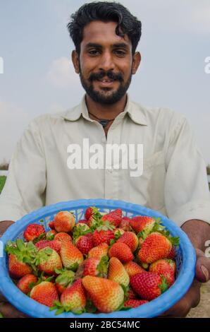 Zahir Mehmood mostra un cesto di fragole selezionate con il campo di fragole sullo sfondo. Foto Stock
