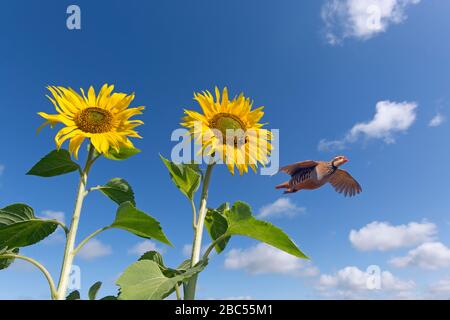 Pernice tridge rossa Alectoris rufa volare su girasoli Norfolk (MONTAGE) Foto Stock