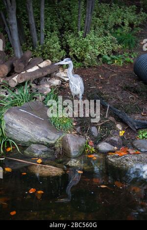 Heron al Wetland Centre, Queen Elizabeth's Walk, Barnes, Richmond, Londra, SW13 9WT Foto Stock