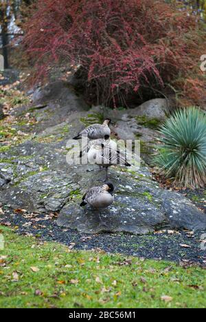 Oche Goose Bird al Wetland Centre, Queen Elizabeth's Walk, Barnes, Richmond, London, SW13 9WT Foto Stock