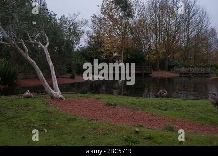 Oche al Wetland Centre, Queen Elizabeth's Walk, Barnes, Richmond, London, SW13 9WT Foto Stock