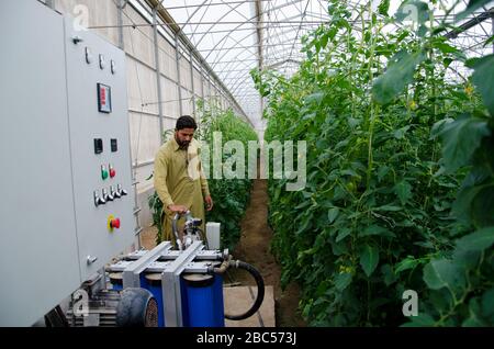 Umer Farooq gestisce il sistema di irrigazione a goccia installato presso la fattoria ma Agri a Faisalabad, Pakistan. Foto Stock