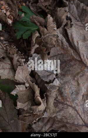 Croccante foglie al Wetland Centre, Queen Elizabeth's Walk, Barnes, Richmond, Londra, SW13 9WT Foto Stock