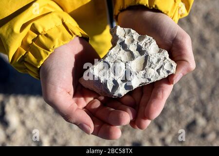 Le mani dei bambini che tengono i fossili di conchiglie marine in pietra calcarea sabbiosa contro il terreno sabbioso Foto Stock