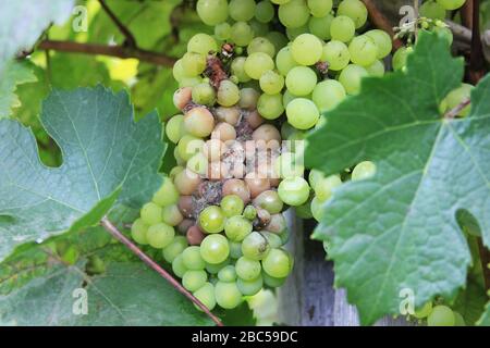 Malattia dell'uva. Le uve bianche si decomporsi sulla vite. Stampo grigio infetto da raccolto. Botrytis cinerea. Mazzo di decadimento appeso alla cespuglio Foto Stock