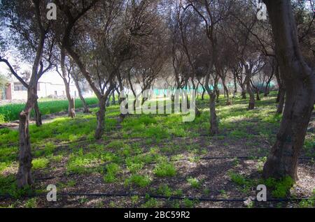 Un frutteto di olive con sistema di irrigazione a goccia a Tarnab Agri Farms, una fattoria di ricerca governativa nel distretto di Peshawar di KPK in Pakistan. Foto Stock