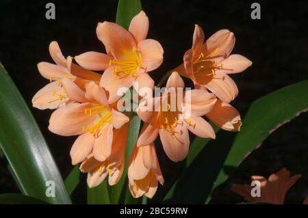 Sydney Australia, testa di fiore di una pianta miniata di clivia rosa originaria del Sud Africa e dello Swaziland Foto Stock