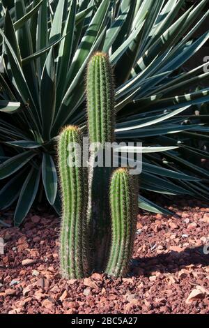 Sydney Australia, echinopsis spachiana o cannello bianco piante di cactus in giardino Foto Stock