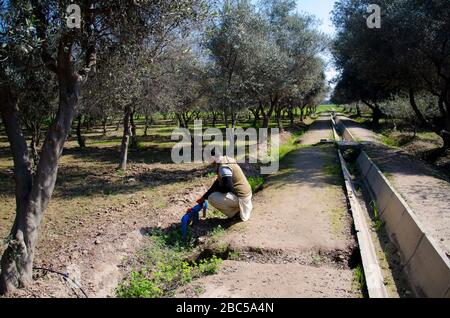 Shahjahan è un operaio di fattoria di governo che si occupa del sistema di irrigazione di goccia in frutteti di Olive in fattoria di Tarnab in Peshawar, Pakistan. Foto Stock