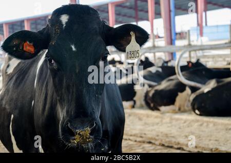 Un caseificio a Nowshehra, provincia di KPK in Pakistan, che utilizza la tecnologia moderna, tra cui l'energia solare, l'etichettatura degli animali, i sistemi di scarico. Foto Stock