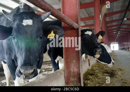 Un caseificio a Nowshehra, provincia di KPK in Pakistan, che utilizza la tecnologia moderna, tra cui l'energia solare, l'etichettatura degli animali, i sistemi di scarico. Foto Stock