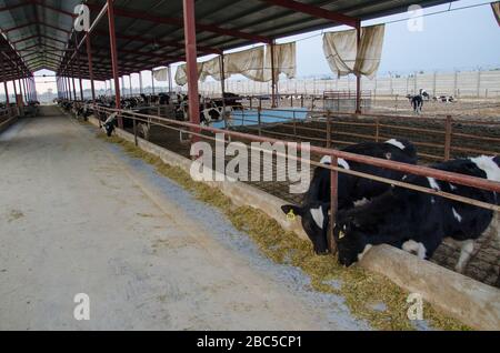 Un caseificio a Nowshehra, provincia di KPK in Pakistan, che utilizza la tecnologia moderna, tra cui l'energia solare, l'etichettatura degli animali, i sistemi di scarico. Foto Stock