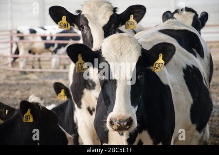 Un caseificio a Nowshehra, provincia di KPK in Pakistan, che utilizza la tecnologia moderna, tra cui l'energia solare, l'etichettatura degli animali, i sistemi di scarico. Foto Stock