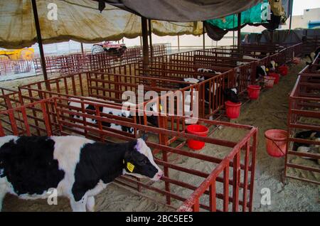 Un caseificio a Nowshehra, provincia di KPK in Pakistan, che utilizza la tecnologia moderna, tra cui l'energia solare, l'etichettatura degli animali, i sistemi di scarico. Foto Stock