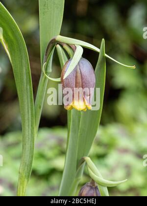 Un primo piano delle piccole teste di cioccolato e gialle fioriere di Fritillaria uva-vulpis Foto Stock