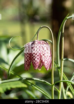 Un primo piano di un singolo fiore rosa a scacchiera dei serpenti testa fritillary Fritillaria meleagris Foto Stock