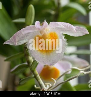 Un primo piano del delicato fiore di Dendrobium loddigesii, di arancio lavanda pallido Foto Stock