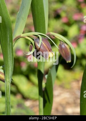 Un primo piano delle piccole teste di cioccolato e gialle fioriere di Fritillaria uva-vulpis Foto Stock