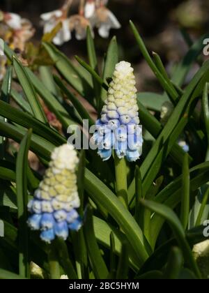Un primo piano di un bianco che si affievolisce a picco di fiori blu del giacinto di uva Muscari armeniacum 'Mountain Lady' Foto Stock