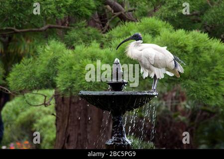 Sydney Australia, australian White ibis arroccato sulla fontana nel parco Foto Stock