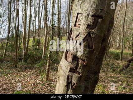 Iniziali scolpite su un albero nel parco di Almond, Livingston Foto Stock