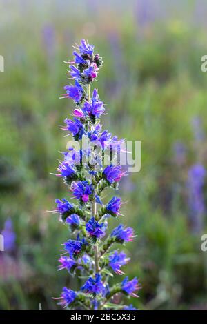 Closeup viola fiori aromatici fiore fiore fiore fiore di Agastache giardino erbe da issop e famiglia menta. Natura sfondo floreale o carta da parati Foto Stock