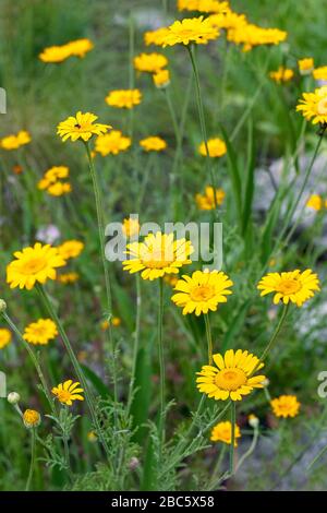 Calendula. Piante di marigold di mais o margherita della corona di fioritura gialla. Glebionis coronaria o glebionis signorium Foto Stock