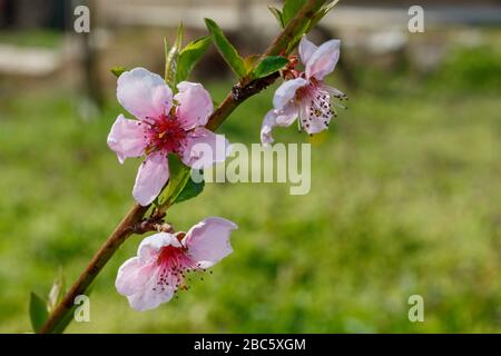 Albero di Nettarine in primavera Blossom Foto Stock