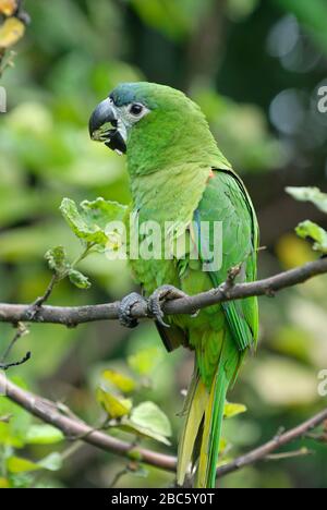 Macaw di Hahn o MACAW ROSSO-SHOULED, Noble Macaw, Ara nobilis nobilis, CANAIMA, Venezuela, America del Sud Foto Stock