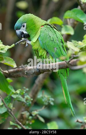 Macaw di Hahn o MACAW ROSSO-SHOULED, Noble Macaw, Ara nobilis nobilis, CANAIMA, Venezuela, America del Sud Foto Stock