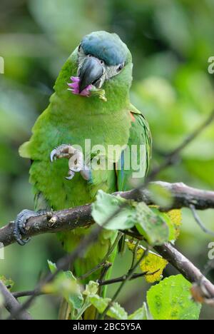 Macaw di Hahn o MACAW ROSSO-SHOULED, Noble Macaw, Ara nobilis nobilis, CANAIMA, Venezuela, America del Sud Foto Stock