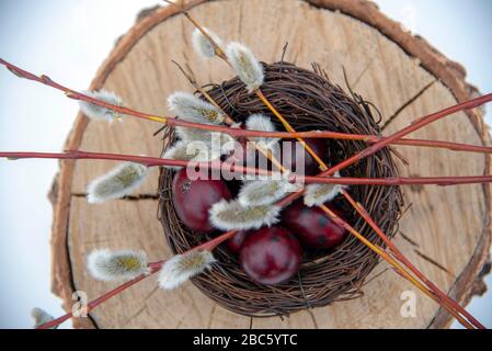 Su un moncone c'è un nido con uova di quaglia colorate. Su sfondo chiaro. Foto Stock
