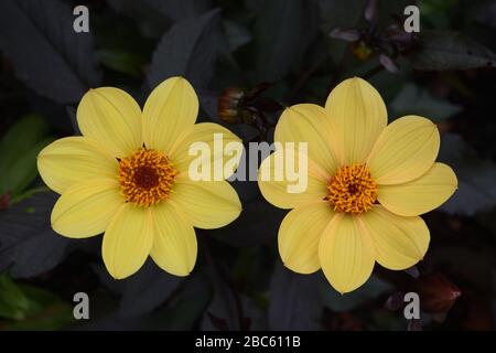 Dahlia. Nome. Vescovo di York. Primo piano di due margherite di bronzo come fiori con centri gialli. Foto Stock