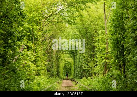 La vera meraviglia naturale Tunnel di Amore creato da alberi forestali lungo la ferrovia in Ucraina, Klevan. Foto Stock