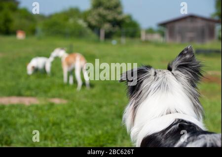 Cane collie di confine in natura sfondo Foto Stock