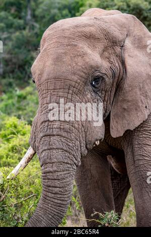 Addo Elephant National Park, Addo, Eastern Cape, Sudafrica Foto Stock